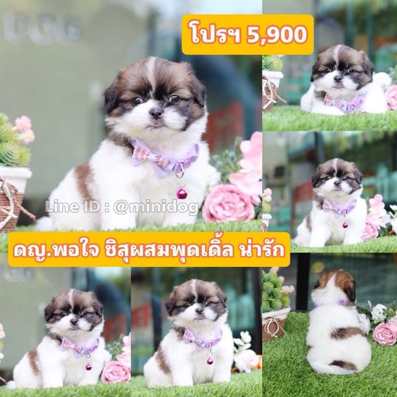 ชิสุผสมปอม ชิสุพุดเดิ้ล ชิสุแท้ รูปที่ 8
