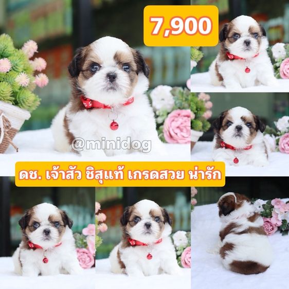 ชิสุผสมปอม ชิสุพุดเดิ้ล ชิสุแท้ รูปที่ 10
