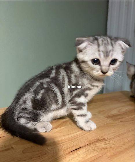สก็อตติช โฟลด์ (Scottish Fold) สกอตติข