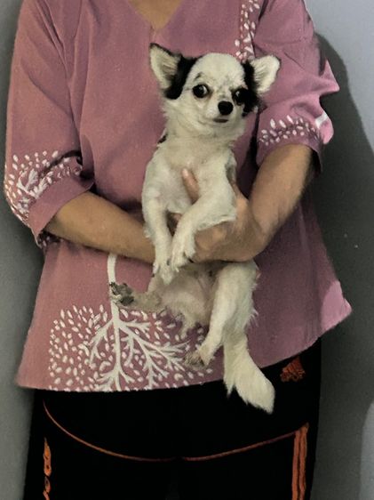 ขายชิวาวาพันธุ์แท้ไซส์เล็กหน้าสั้นหัวกลมตัวเมียอายุหกเดือน 