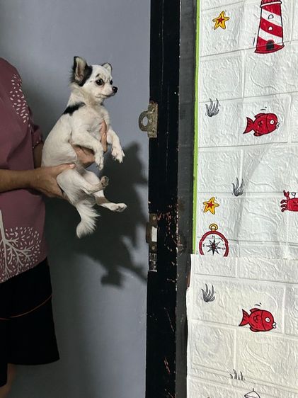 ขายชิวาวาพันธุ์แท้ไซส์เล็กหน้าสั้นหัวกลมตัวเมียอายุหกเดือน  รูปที่ 5