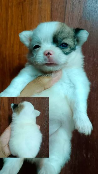 ปอมผสมชิวาวา รูปที่ 2