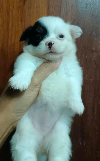 อื่นๆ เล็ก ปอมผสมชิวาวา