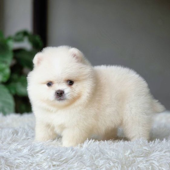 ปอมเมอเรเนียนแท้ พร้อมย้ายบ้าน รูปที่ 6