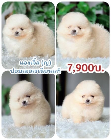 ปอมเมอเรเนียนแท้ พร้อมย้ายบ้าน รูปที่ 2