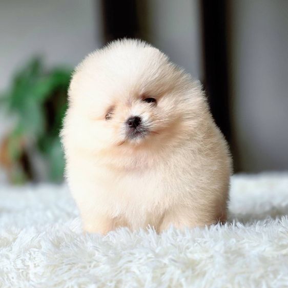 ปอมเมอเรเนียนแท้ พร้อมย้ายบ้าน รูปที่ 11