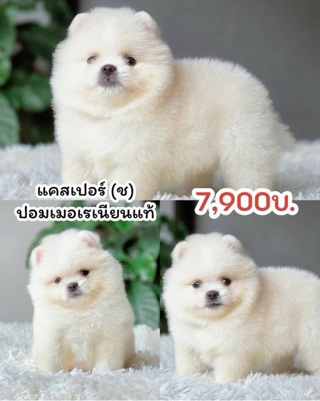ปอมเมอเรเนียน (Pomeranian) เล็ก ปอมเมอเรเนียนแท้ พร้อมย้ายบ้าน