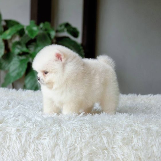 ปอมเมอเรเนียนแท้ พร้อมย้ายบ้าน รูปที่ 9