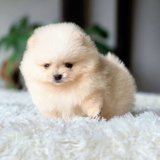 ปอมเมอเรเนียนแท้ พร้อมย้ายบ้าน รูปที่ 13