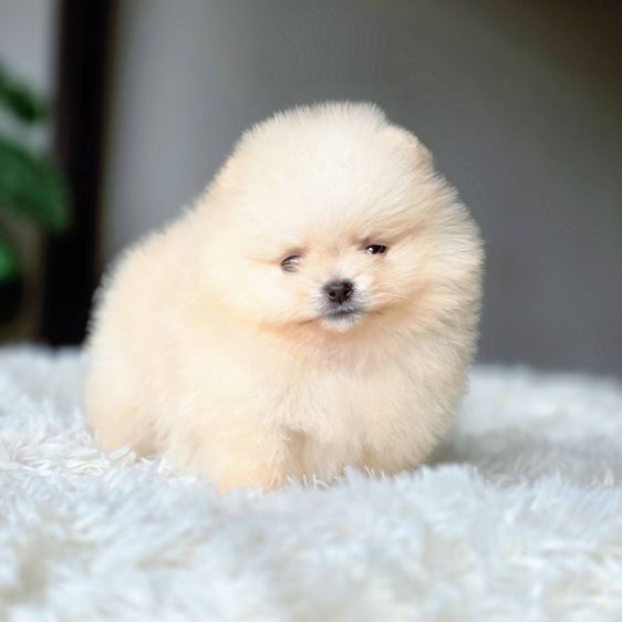 ปอมเมอเรเนียนแท้ พร้อมย้ายบ้าน รูปที่ 14