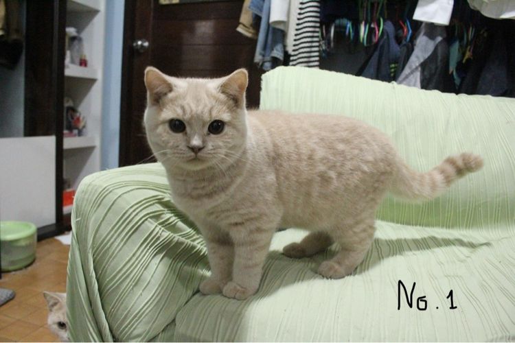 แมวบริติช ช็อตแฮร์