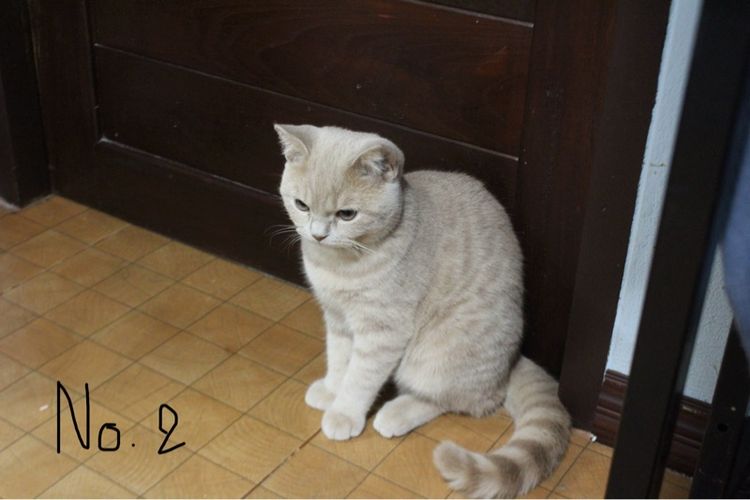 แมวบริติช ช็อตแฮร์ รูปที่ 4