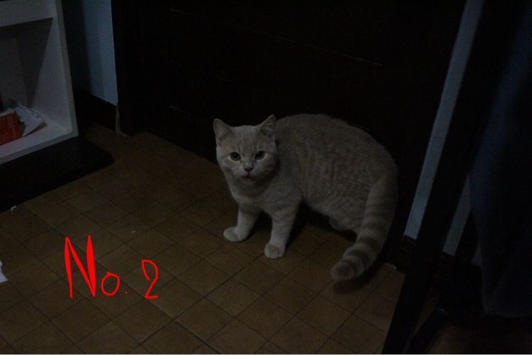 แมวบริติช ช็อตแฮร์ รูปที่ 3