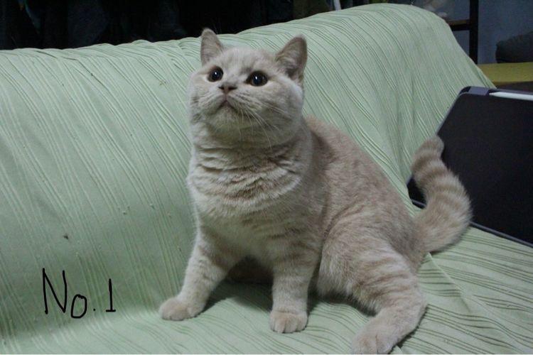 แมวบริติช ช็อตแฮร์ รูปที่ 2