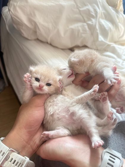 บริติช ชอร์ตแฮร์ (British Shorthair) British short hair NY11 NY12 NY23