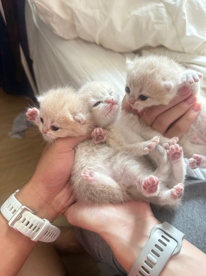 British short hair NY11 NY12 NY23 รูปที่ 2