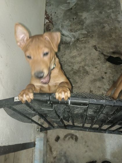 หาบ้านให้น้องสุนัขพันธุ์ไทยหลังอานสายเลือดแท้ให้ฟรี รูปที่ 3