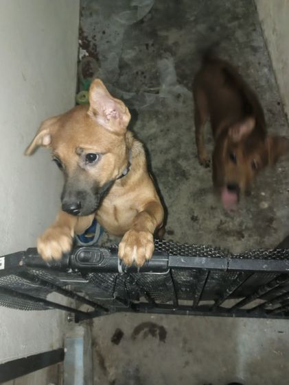 หาบ้านให้น้องสุนัขพันธุ์ไทยหลังอานสายเลือดแท้ให้ฟรี รูปที่ 2