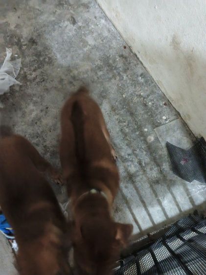 หาบ้านให้น้องสุนัขพันธุ์ไทยหลังอานสายเลือดแท้ให้ฟรี รูปที่ 5