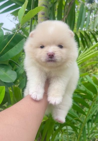 ปอมเเท้