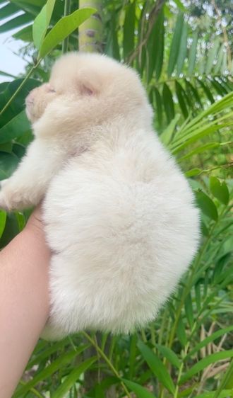 ปอมเเท้ รูปที่ 2