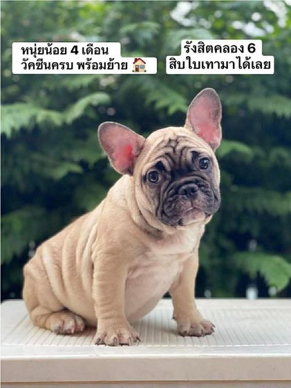 เฟรนช์ บูลด็อก (French Bulldog) กลาง เฟร้นช์บูลด็อก