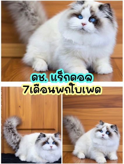 แมวแร็กดอล รูปที่ 2