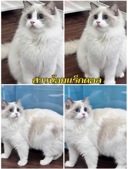 แร็กดอลล์ (Ragdoll) แมวแร็กดอล