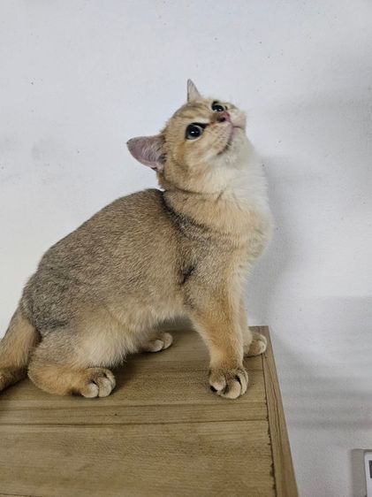 แมวบริติชดช รูปที่ 5