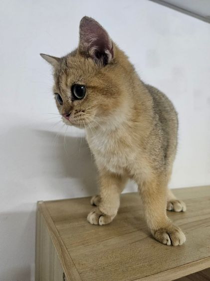 แมวบริติชดช รูปที่ 2