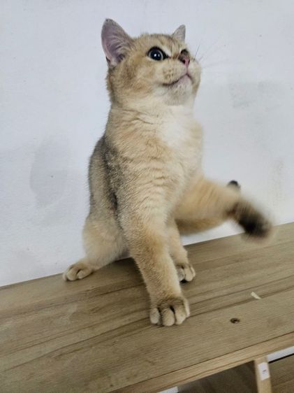แมวบริติชดช รูปที่ 3
