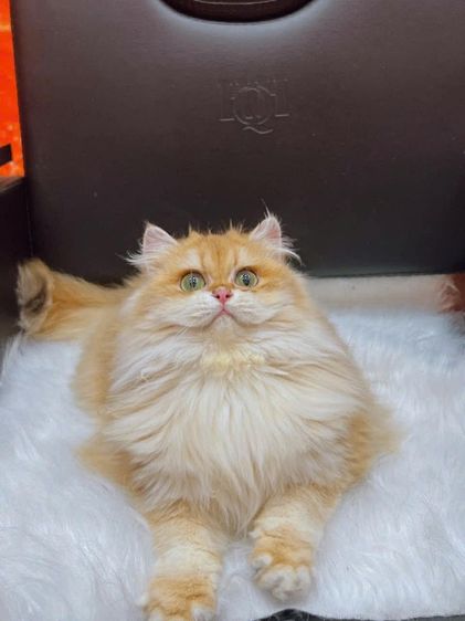 แมวบริติชลองแฮร์ ขนยาวสาวน้อย6เดือน รูปที่ 5