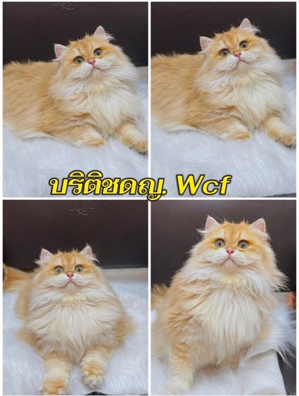 บริติช ชอร์ตแฮร์ (British Shorthair) แมวบริติชลองแฮร์ ขนยาวสาวน้อย6เดือน