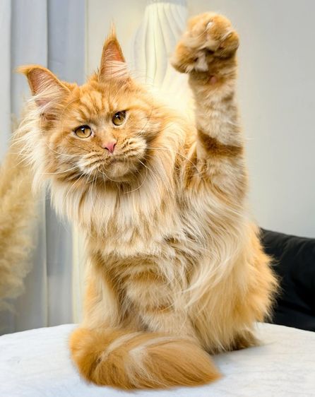 เมนคูน (Maine Coon) แมวเมนคูนเด็กชาย