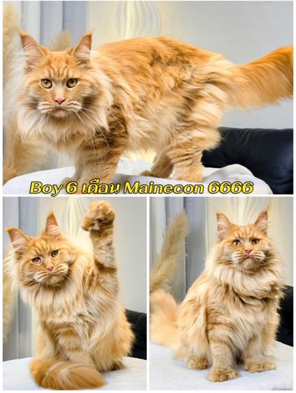 แมวเมนคูนเด็กชาย รูปที่ 5