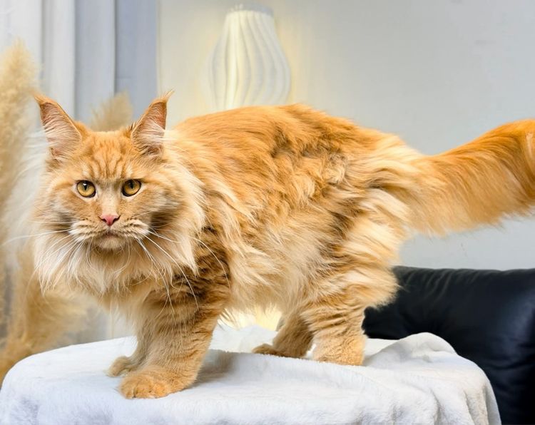 แมวเมนคูนเด็กชาย รูปที่ 2