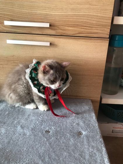 แมวมันช์กิ้นขาสั้นสาวน้อยขาสั้นจู๋ รูปที่ 3