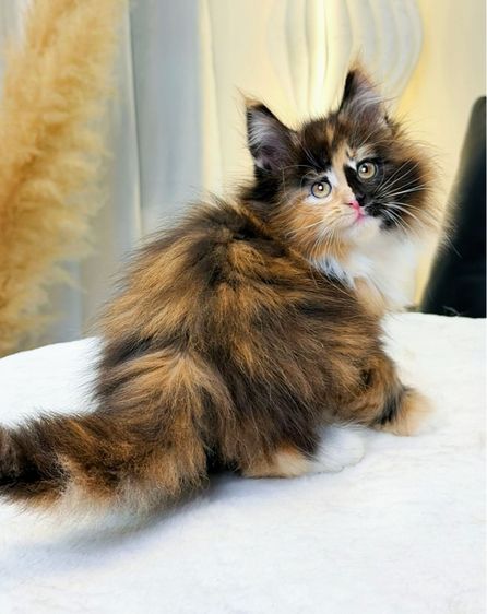 สาวน้อยเมนคูนสีต้อตี้หายาก สีเปรอะ รูปที่ 3