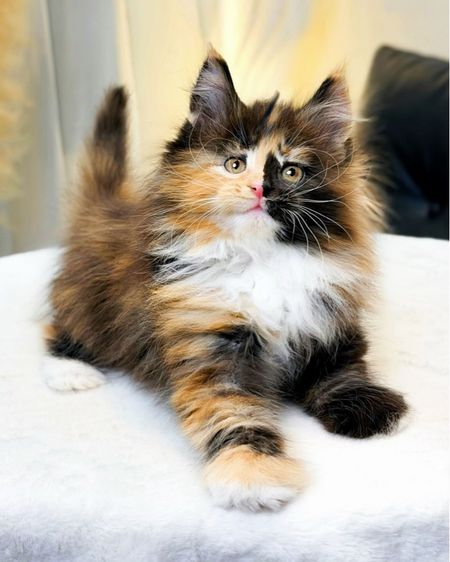 สาวน้อยเมนคูนสีต้อตี้หายาก สีเปรอะ รูปที่ 4