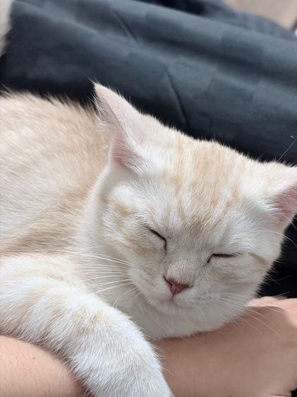 สก็อตติช รูปที่ 4