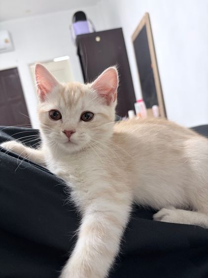 สก็อตติช รูปที่ 3