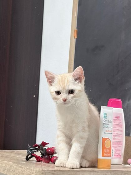 อเมริกัน ชอร์ตแฮร์ (American Shorthair) สก็อตติช