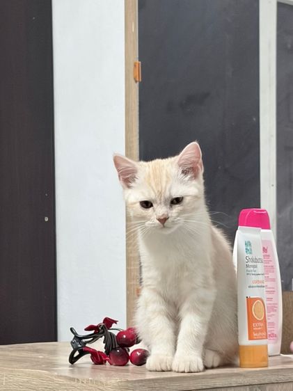 สก็อตติช รูปที่ 2