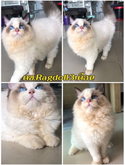 รวมทุกสายพันธุ์แมว ทักได้ค่ะ รูปที่ 14