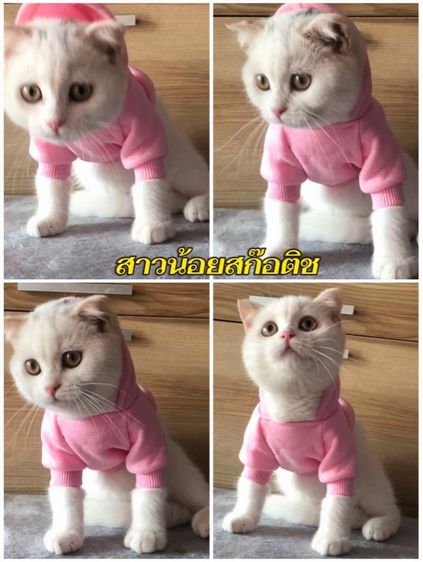 รวมทุกสายพันธุ์แมว ทักได้ค่ะ รูปที่ 10