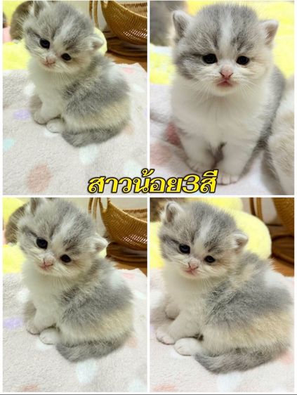 รวมทุกสายพันธุ์แมว ทักได้ค่ะ รูปที่ 6