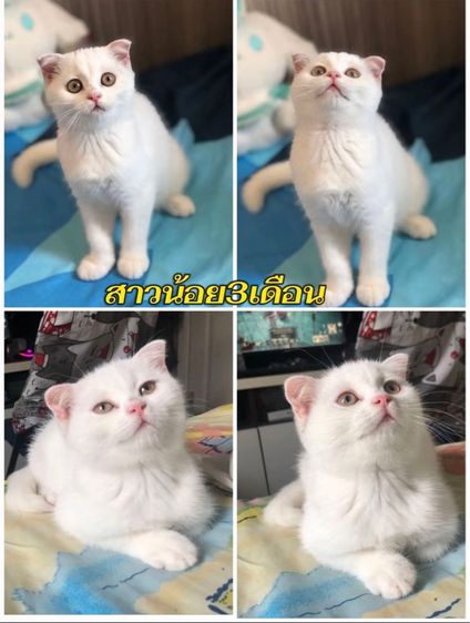 รวมทุกสายพันธุ์แมว ทักได้ค่ะ รูปที่ 7