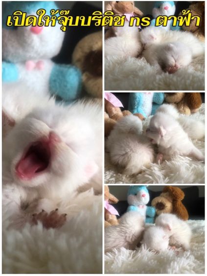 รวมทุกสายพันธุ์แมว ทักได้ค่ะ รูปที่ 9