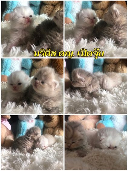 รวมทุกสายพันธุ์แมว ทักได้ค่ะ รูปที่ 13