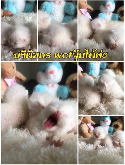 รวมทุกสายพันธุ์แมว ทักได้ค่ะ รูปที่ 12